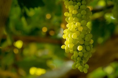 A Bunch Of White Grapes clipart