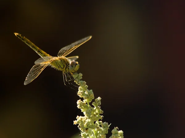 stock image Sunshine on a landed Dragonfly.