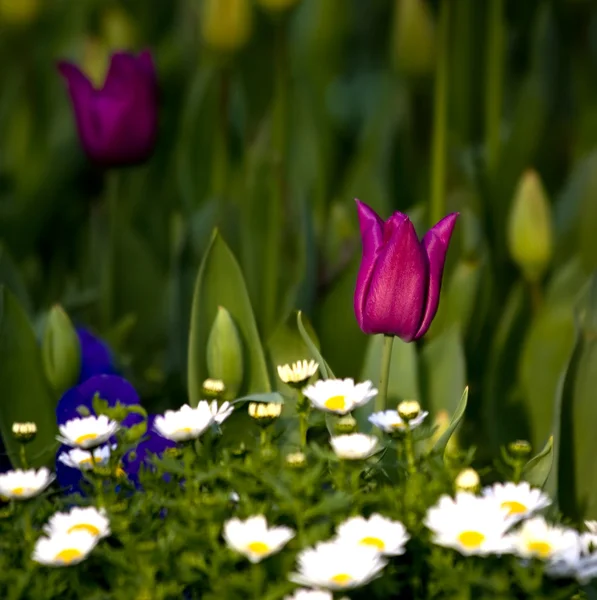 Uma tulipa amung uma colina de daisy — Fotografia de Stock