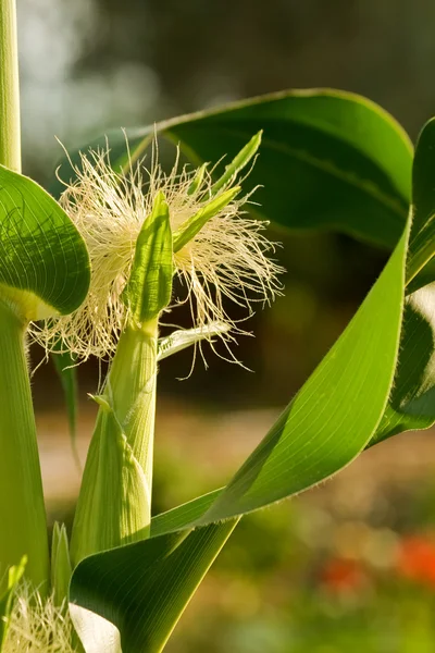 Corn silk på stjälken 2 — Stockfoto