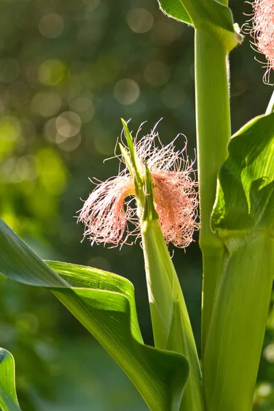 Кукурудза шовку на стеблі 2 — стокове фото