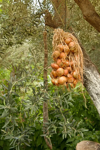 Повешенные сушеные луки под оливковыми деревьями — стоковое фото