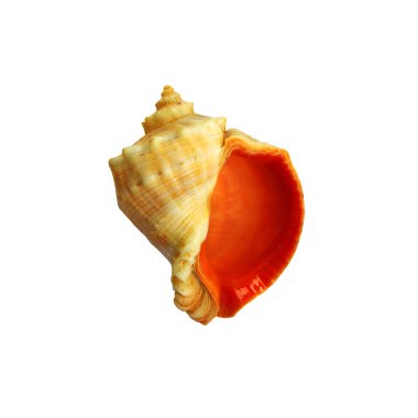 Seashell beyaz izole zemin üzerinde