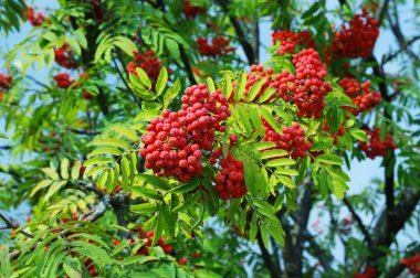 Olgun kırmızı ashberry sonbahar