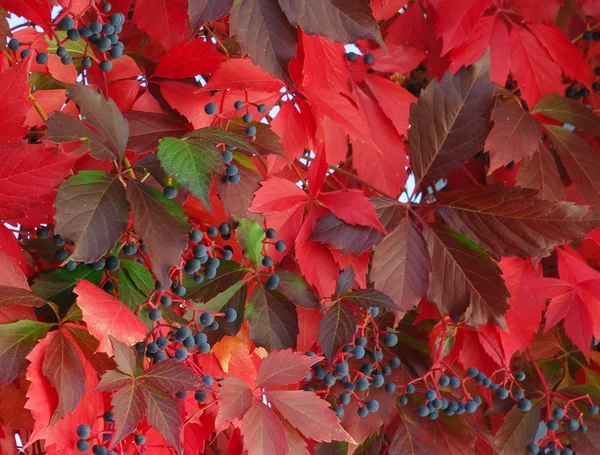 stock image Red leaves of wild grape vines