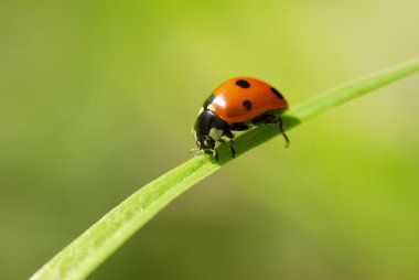 Ladybug clipart