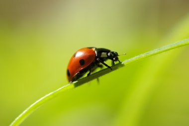 Ladybug clipart