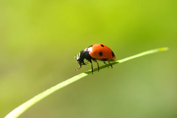 Kırmızı uğur böceği — Stok fotoğraf
