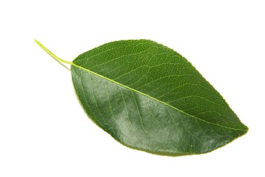 Leaf clipart