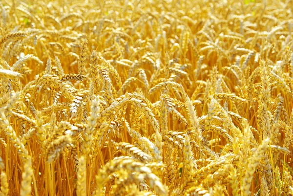 Wheat field — Stock Photo, Image