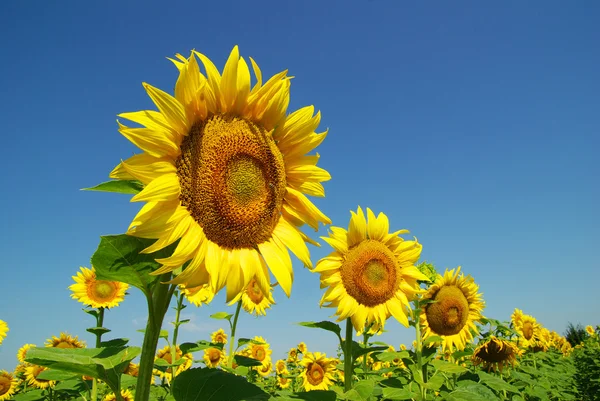 Gebied van zonnebloemen — Stockfoto