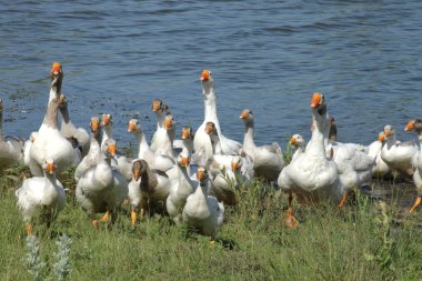 Herd of geese clipart