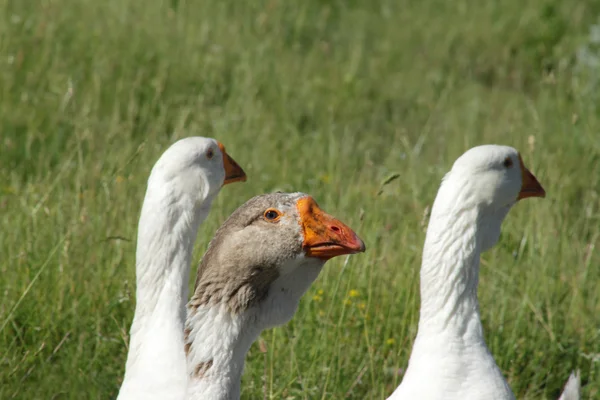 Ledare för besättning av gäss skyddar fågelungar — Stockfoto