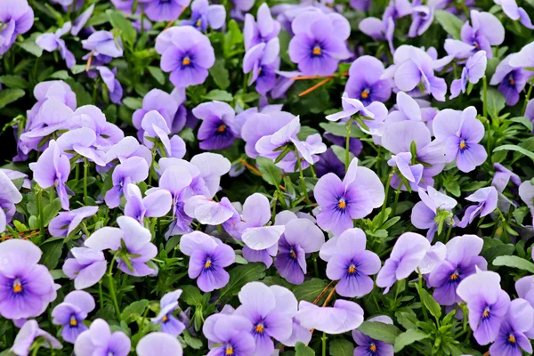 stock image Fragment of the big flower bed of pansies