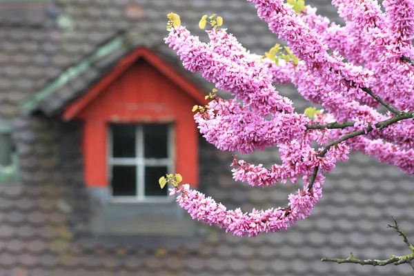 Цветущее дерево на старой черепичной крыше — стоковое фото
