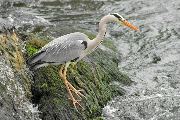 stock image Grey Heron