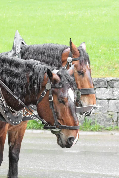 Paar Pferde im Fahrzeug — Stockfoto
