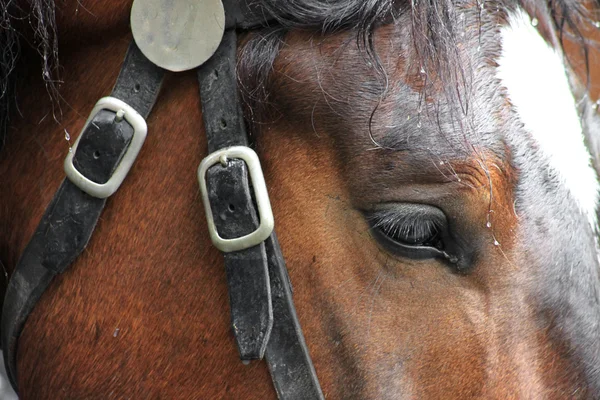 Een paard met een wit mark in een harnas Bay — Stockfoto