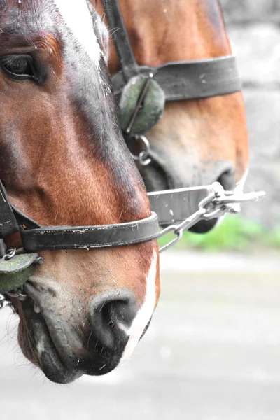 車で馬のペア — ストック写真