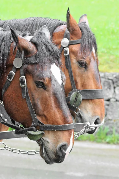 Paar van paarden in een voertuig — Stockfoto