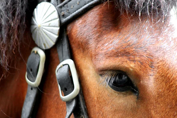 Baía um cavalo com uma marca branca em um arnês — Fotografia de Stock