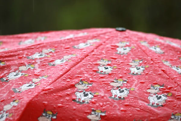 Paraguas rojo con las vacas suizas — Foto de Stock