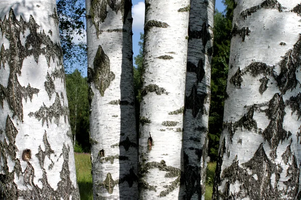 stock image Birch