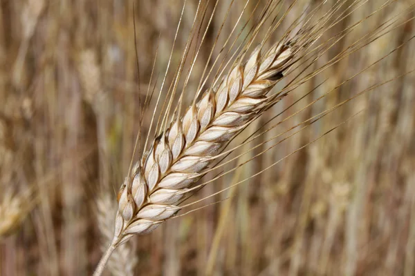 Barley ear — Stock Photo, Image
