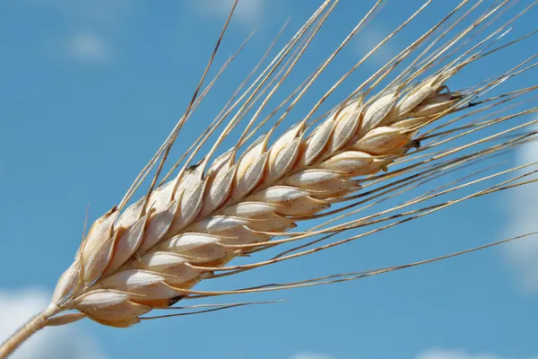 Barley ear — Stock Photo, Image