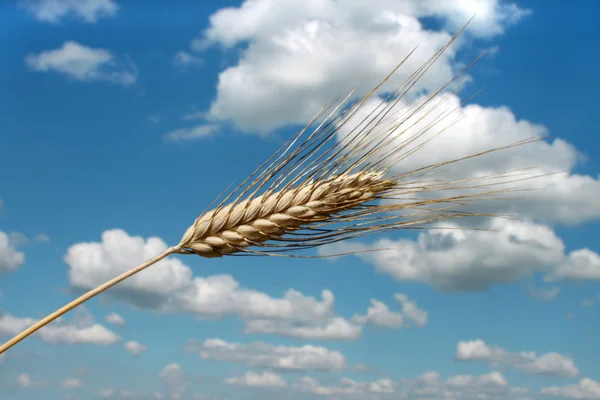 大麦の耳 — ストック写真