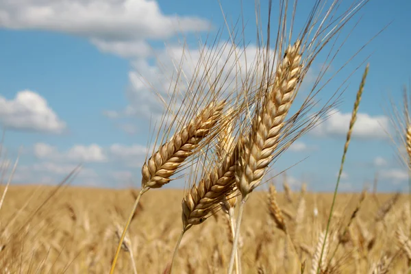 大麦的耳朵 — 图库照片