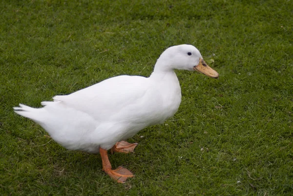 Biały kaczka chodzenie na zielonej trawie — Zdjęcie stockowe