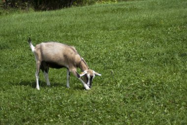 Goat feedingon a green grass clipart