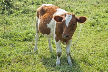 White and brown beef calf clipart