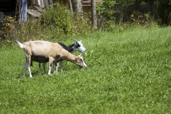 Duas cabras alimentando-se de grama verde — Fotografia de Stock