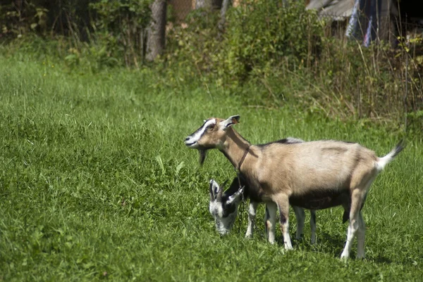 iki keçi besleme yeşil çimenlerin üzerinde