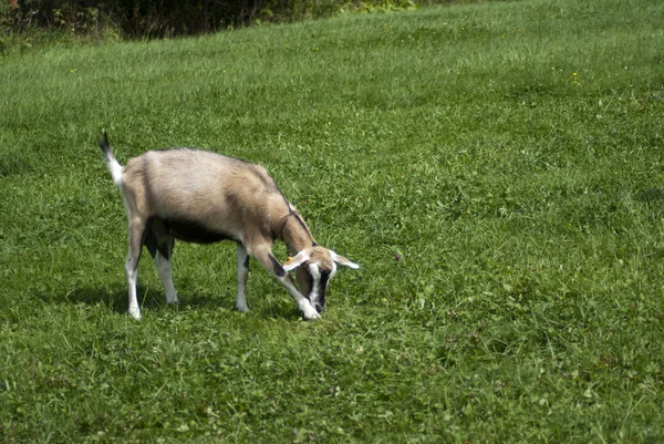 Koza feedingon trawa zielony — Zdjęcie stockowe