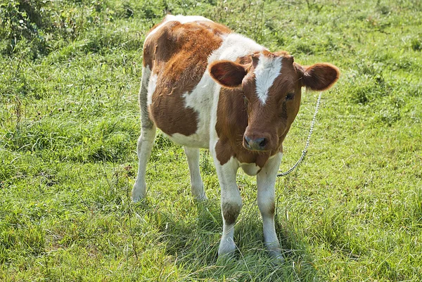 Bezerro bovino branco e castanho — Fotografia de Stock