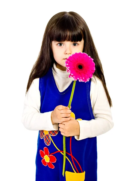 Little girl with red gerber flower. isolated — Stock Photo, Image