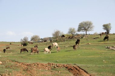 doğada Güzellik