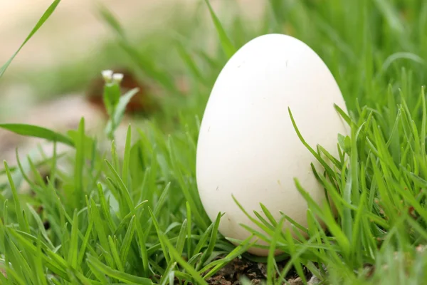 Sfondo uovo — Foto Stock