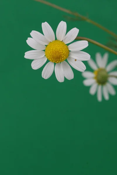 Daisy background — Stock Photo, Image