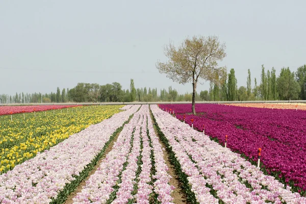 stock image Tulips background