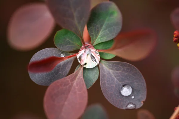stock image Of water droplets on leaves