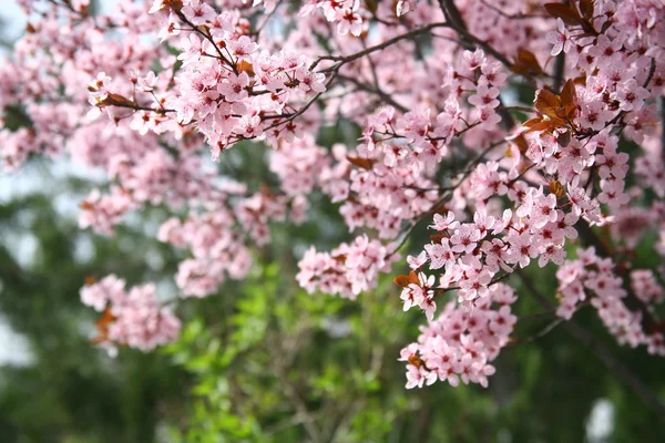 stock image Spring