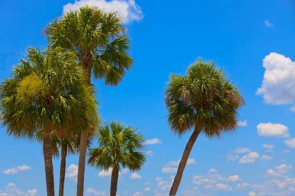 Palm Trees and Blue Sky — Stock Photo, Image