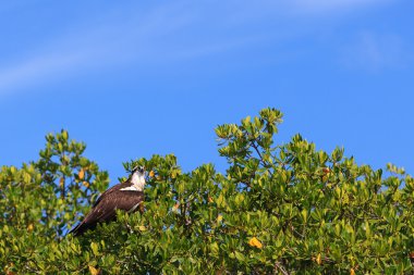 Florida sorguç