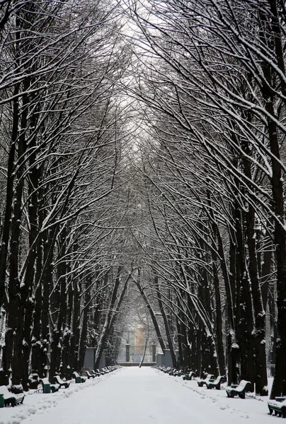 Avenue in de sneeuw — Stockfoto