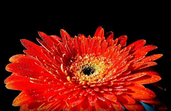 stock image Red flower