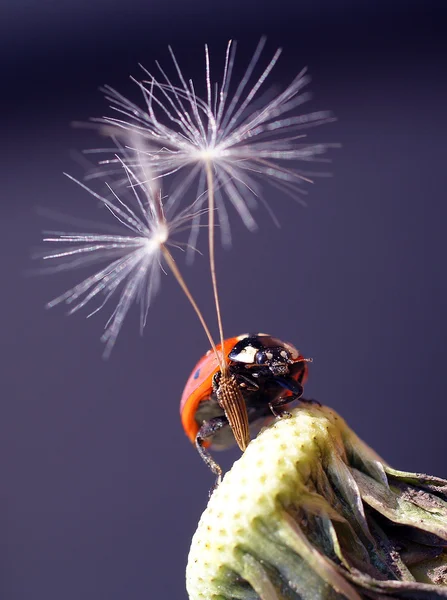 Bir paraşüt ile uğur böceği — Stok fotoğraf